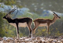 Explore Pakistan Wildlife